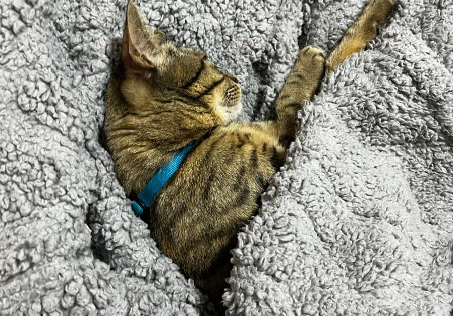 How cats are challenging the Russia-Ukraine war