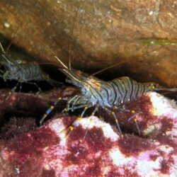 Shrimp: Is It Good or Bad for Your Health? Expert Advice Revealed